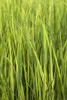 Panicum virgatum 'Northwind', Rutenhirse, aufrecht, 3-5 Produktbild-Vorschau 8