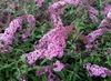 Buddleja dav. 'Pink delight' - Krzew motylkowy 'Pink Podgląd zdjęcia produktu 2