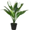 Spathiphyllum - Vert, Blanc Voir les images du produit 3