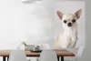 MuchoWow® Poster Porträt eines kleinen weißen Chihuahuas Produktbild-Vorschau 2