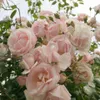 Rosa  - Rosa rampicante - Rosa 'New Dawn' Anteprima dell’immagine prodotto 2