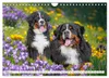 Berner Sennenhunde - Freunde für ein ganzes Leben Produktbild-Vorschau 6