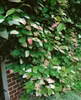 Actinidia kolomikta, Kiwi, dekoratives Laub, 60–100 cm Produktbild-Vorschau 5