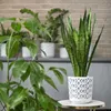 A snake plant in a decorative white pot sits on a marble-topped table, with other potted plants in the background. Podgląd zdjęcia produktu