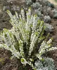 Prunus glandulosa 'Alba Plena', Mandorlo bianco, vaso da 3 Anteprima dell’immagine prodotto 3
