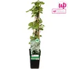 A potted climbing plant with green leaves and white flowers, supported by wooden stakes, presented against a white background. Produktbild-Vorschau