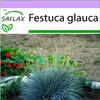SAFLAX - Modrá kostrava tráva - Festuca glauca - 50 Semená Náhľad obrázku produktu 5
