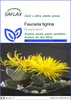 SAFLAX  - Faucaria tigrina - 40 semi - Faucaria Anteprima dell’immagine prodotto 1