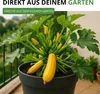 Zucchini Gold Rush F1 Samen - Cucurbita pepo - Produktbild-Vorschau 5