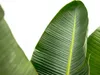 Trendyplants - Strelitzia Augusta - Paradiesvogelblume - Produktbild-Vorschau 3
