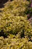 Origanum vulgare 'Aureum', Goldmajoran, aromatisch, ca. 9x9 Produktbild-Vorschau 1