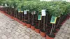 Prunus domestica 'Zwergobst', Terrassenobst, 40 cm Produktbild-Vorschau 8