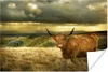 MuchoWow® Poster Schottische Hochlandrind - Licht - Natur Produktbild-Vorschau 1