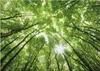 Leinwandbild Bäume Blätter 50 x 70 cm - Wandbild Wald Grün Produktbild-Vorschau 1