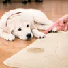 A puppy looks sadly at a stain on a rug while a hand points at it. Podgląd zdjęcia produktu