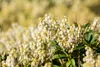 Pieris japonica 'Debutante', Japanische Lavendelheide, Produktbild-Vorschau 7