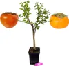 Diospyrus Kaki 'Duo' due specie su un unico albero, vaso da Anteprima dell’immagine prodotto 1