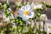 Anemone japonica 'Andrea Atkinson', Herbstanemone, weiß, Produktbild-Vorschau 2