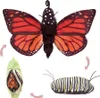 Folkmanis Schmetterling Metamorphose Produktbild-Vorschau 1