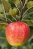 Malus 'Elstar', Apfelbaum, 40 cm Stammhöhe Produktbild-Vorschau 8