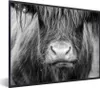 MuchoWow® Gerahmtes Poster Schottischer Highlander - Kuh - Produktbild-Vorschau 1