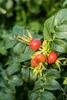 Rosa rugosa, Apfelrose, pink, 30–40 cm Produktbild-Vorschau 8