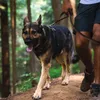 Ruffwear Front Range Leine Crux Clip Moonlight Fade Produktbild-Vorschau 6
