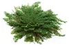 YAKEBA Rose von Jericho 5er-Sparset XS – Selaginella Produktbild-Vorschau 3