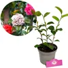 A potted Camellia japonica 'Tricolor' plant with a circular inset showing close-ups of its flowers. Náhľad obrázku produktu