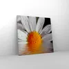 Bild auf Leinwand - Leinwandbild - Kraut Kamille Blume Produktbild-Vorschau 4