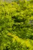 Acer palmatum 'Seiryu', Japanischer Ahorn, filigran, 60–80 Produktbild-Vorschau 5