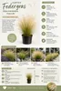 5 brins d'herbe ornementale "Stipa tenuissima", également Voir les images du produit 2