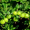 Stachelbeere Invicta grüngelb im 2L Topf Busch frosthart & Produktbild-Vorschau 3