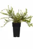 Großfrüchtige Moosbeere Early Black ca. 60 cm – Vaccinium Produktbild-Vorschau 3