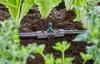 GARDENA T-Stück für Sprühdüse 13mm (1/2) 5 Stück Produktbild-Vorschau 6