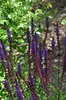 6 x Salvia nem. 'Caradonna' - Mech gwiaździsty - doniczka 9 Podgląd zdjęcia produktu 3