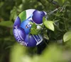 Dehner Heidelbeere Pünktchen, große hellblaue Früchte, ca. Produktbild-Vorschau 6