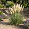 Stauden Gänge 1 x Cortaderia selloana 'Evita' im 1 Liter Produktbild-Vorschau 3