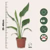 Strelicja - 3 szt - Strelitzia reginea - Wysokość 25-40cm - Podgląd zdjęcia produktu 2
