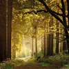 Unser Wald / Forest Nature 2027 Produktbild-Vorschau 8