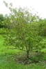Corossol (Annona squamosa)  - 10 graines Voir les images du produit 2