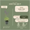 Plants by Frank | 6 Salbei Pflanzen | Salvia Nemorosa Produktbild-Vorschau 4