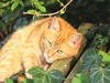 CALVENDO Puzzle Kuschelzeit | 1000 Teile Lege-Größe 64x48cm Produktbild-Vorschau 3
