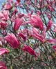 Magnolia liliiflora 'Susan', Purpur-Magnolie, purpurrosa, Produktbild-Vorschau 12