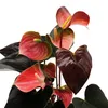 Duhová anthurie – Anthurium andreanum „Rainbow Champion“ – Náhled obrázku produktu 3