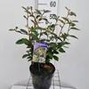 Elaeagnus ebbingei - Wintergrüne Ölweide  | 60-70 cm im Produktbild-Vorschau 3