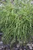 Thuja plicata 'Whipcord', Zwerg-Lebensbaum, grün, 25–30 cm Produktbild-Vorschau 1