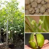 A collage of images showing a young walnut tree, a pile of walnuts, a close-up of walnut flowers, and a green walnut in its husk. Produktbild-Vorschau