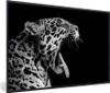 MuchoWow® MuchoWow® Gerahmtes Poster Jaguar - Tier - Produktbild-Vorschau 1