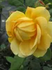 Englische Rose Golden Celebration® Synonym Ausgold® - Produktbild-Vorschau 2